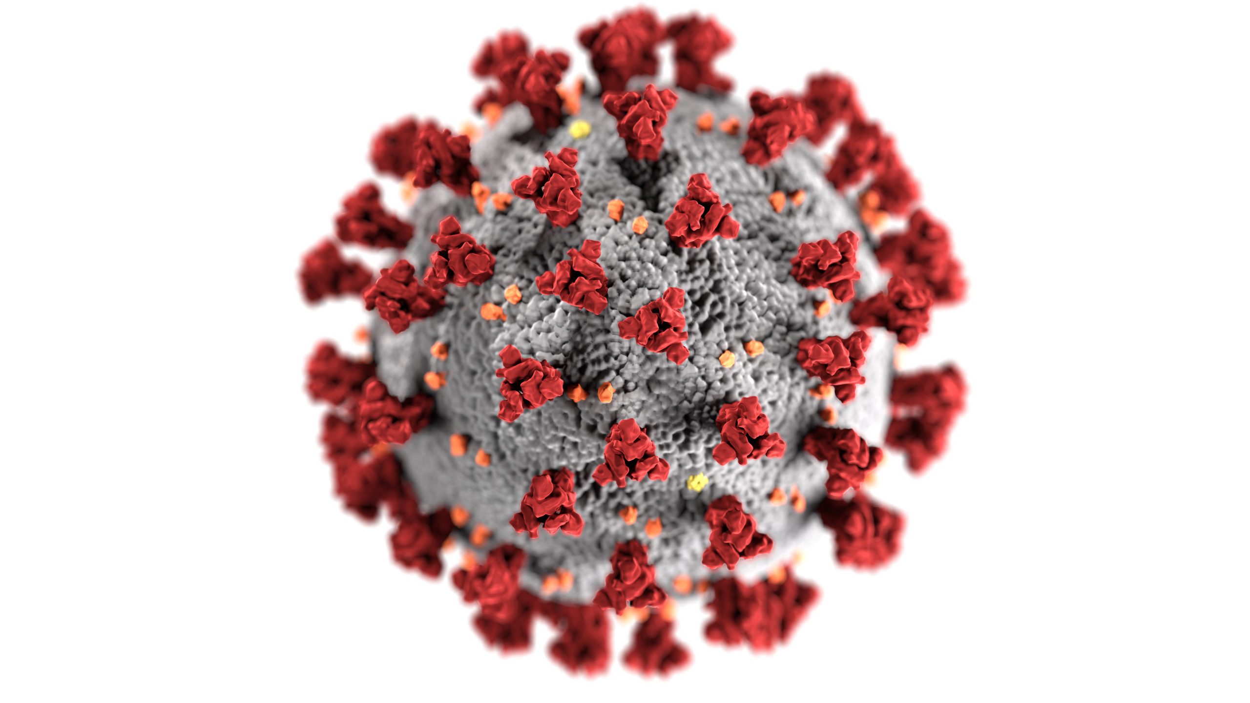 Roeing IT Solutions’ Response to Coronavirus (COVID-19)